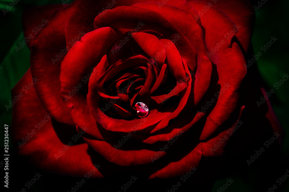 Naklejka premium Red rose with drops of dew on the petals