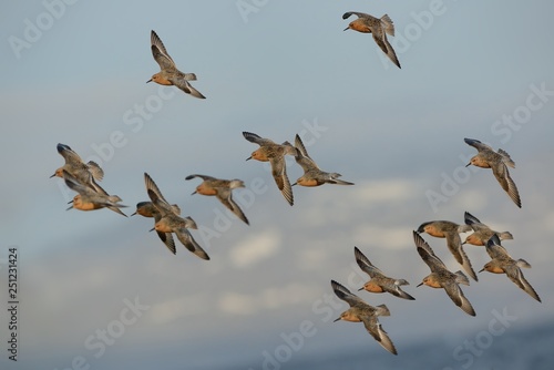 The flock of Red Knot - Calidris canutus is a medium-sized shorebird photo