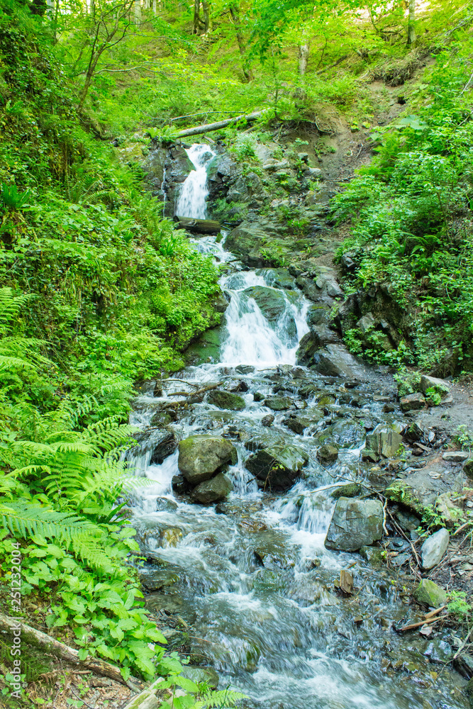 Forest stream. Mountain stream among the green. Mountain stream among the mossy stones Forest stream. Mountain stream among the green. Mountain stream among the mossy stones
