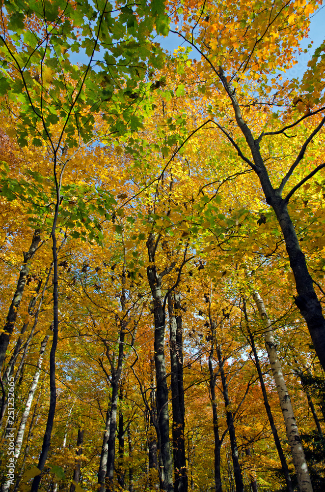  fall forest