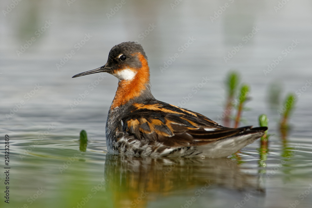 Fototapeta premium Red-necked Phalarope - Phalaropus lobatus at morning from Varanger with blue background