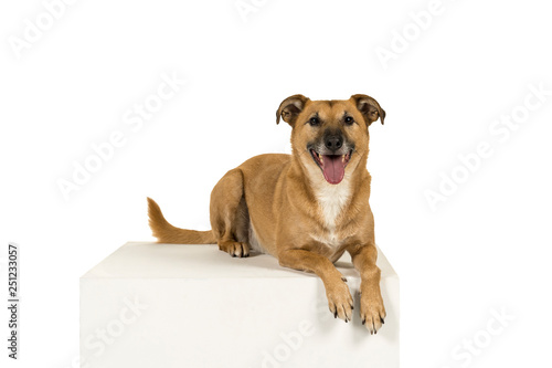 Mixed breed dog lying sideways in a white background looking at the camera