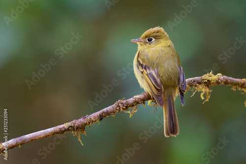 Yellowish Flycatcher - Empidonax flavescens - small passerine bird in the tyrant flycatcher family. It breeds in highlands from southeastern Mexico south to western Panama