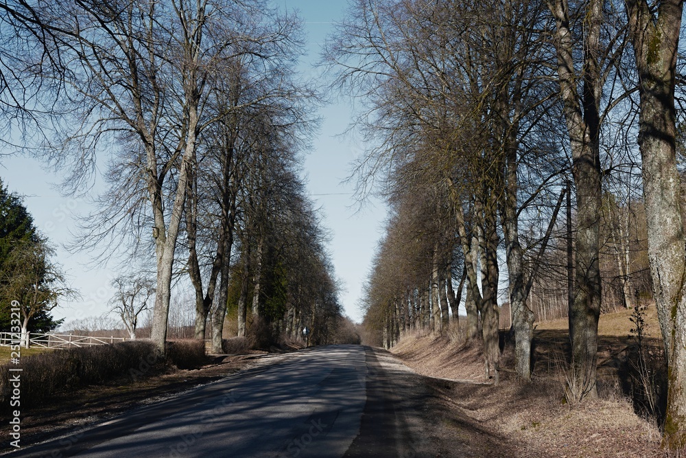 Forest road on a sunny day early spring Forest road on a sunny day early spring