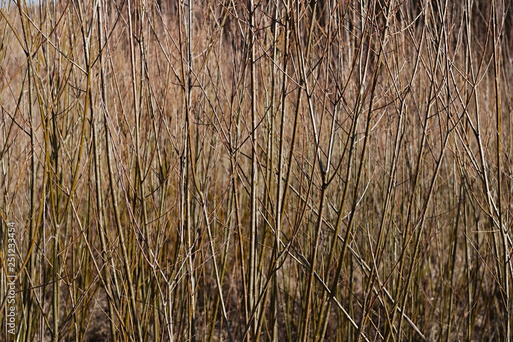 Thin branches of a young tree on the edge of the forest Thin branches of a young tree on the edge of the forest