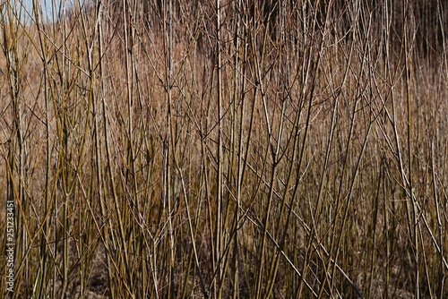 Thin branches of a young tree on the edge of the forest