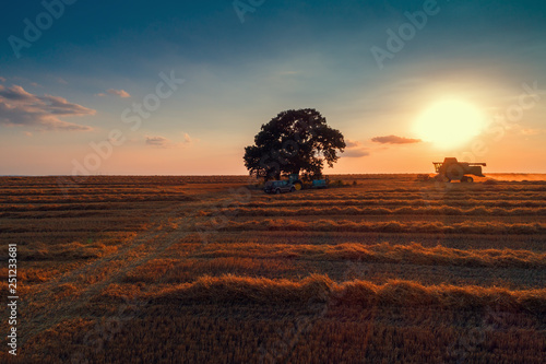 Combine harvester machine working in a wheat field at sunset. Lonely tree