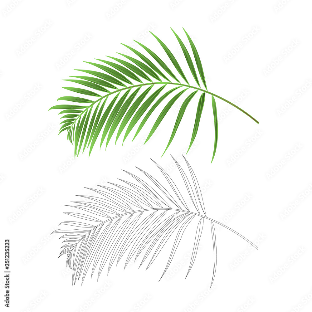 Leaf palm decoration tropical house plant nature and outline vintage vector illustration editable hand drawn Leaf palm decoration tropical house plant nature and outline vintage vector illustration editable hand drawn