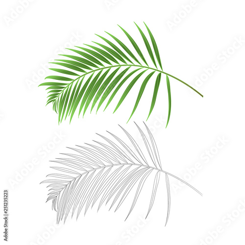 Leaf palm decoration tropical house plant nature and outline vintage vector illustration editable hand drawn