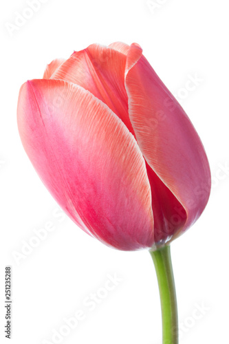 Single flower of pastel pink color. Isolation on a white background