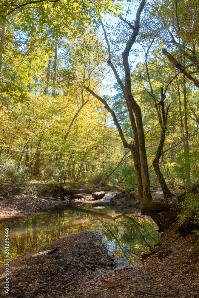 Stream in Mistletoe State Park, Georgia Stream in Mistletoe State Park, Georgia