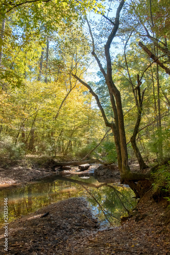 Fototapeta Naklejka Na Ścianę i Meble -  Stream in Mistletoe State Park, Georgia