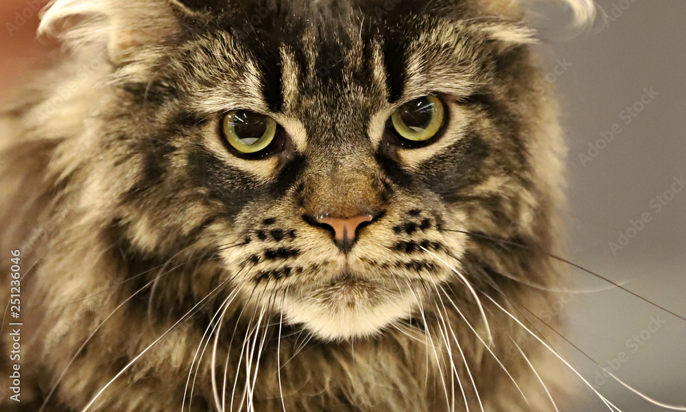 Obraz premium cat, beautiful portrait of a purebred cat