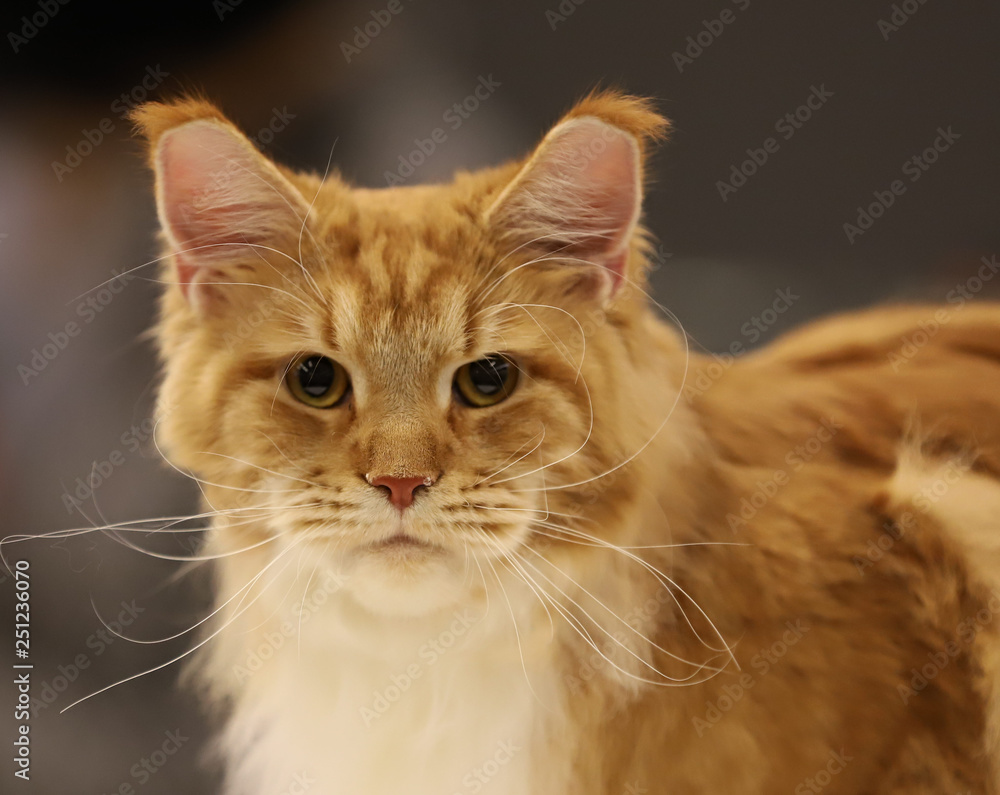 cat, beautiful portrait of a purebred cat