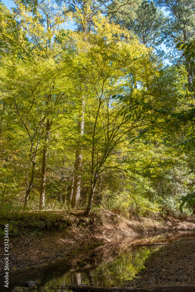 Fototapeta premium Stream in Mistletoe State Park, Georgia