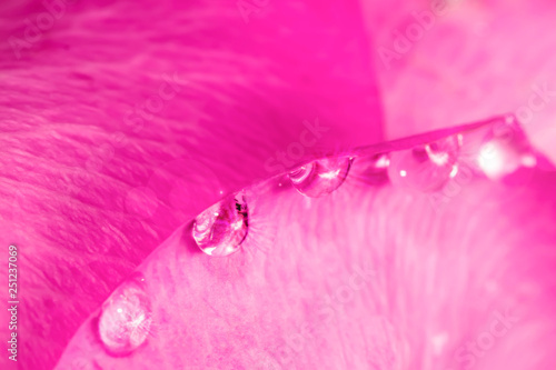 Petals of a pink rose with dew drops