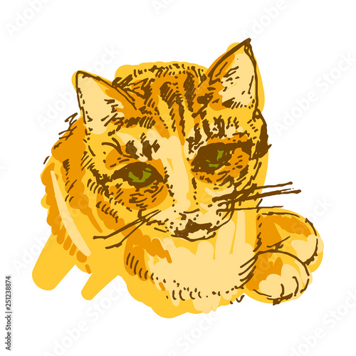 Vector illustration concept of Cat hand drown illustration on white background