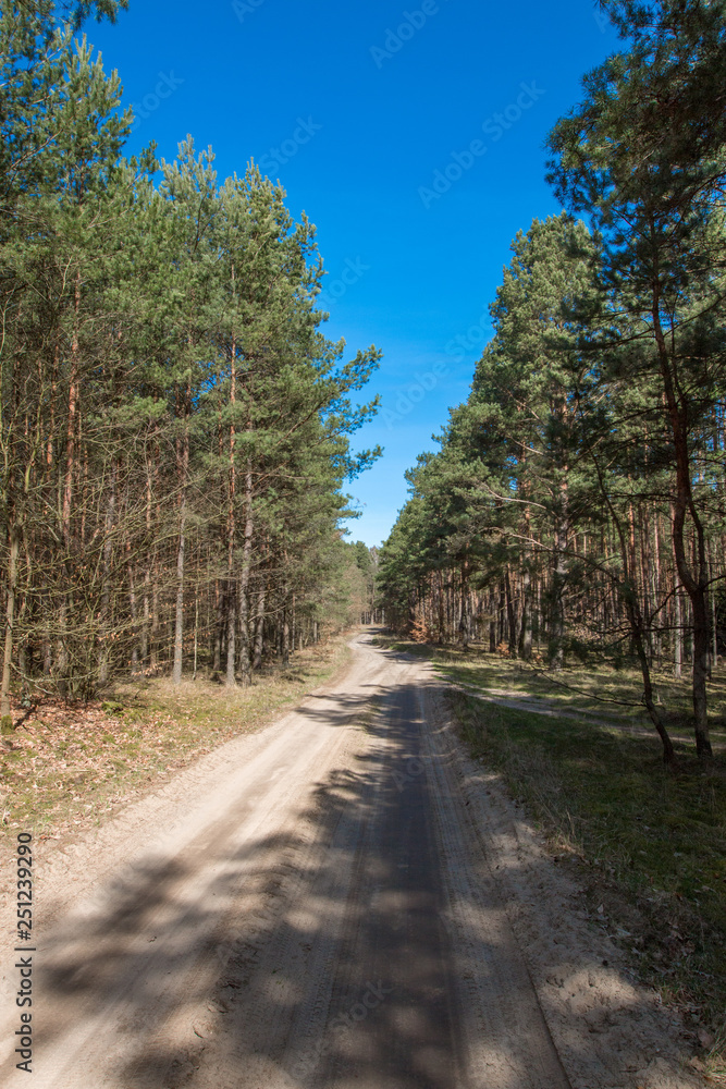 Fototapeta premium Forest seen in early spring