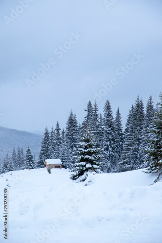 Snow covered Christmas trees. Christmas trees in the snow beautiful background. © Olivkairishka