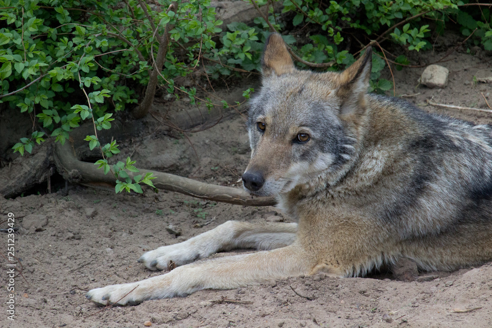 Wolf resting Wolf resting