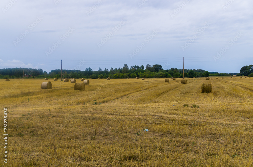 Obraz premium bundles of hay rolls on the farmland, twisted hay in the field.