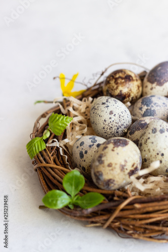Quail Easter eggs with spring green leaves in nest on light concrete background with copy space. Spring, Easter or healthy organic food concept.