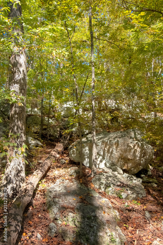 Forest in Mistletoe State Park, Georgia Forest in Mistletoe State Park, Georgia