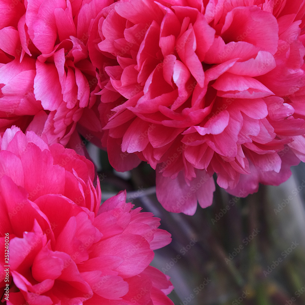 peony_7 peony_7