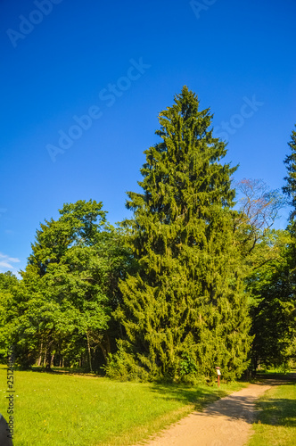 Pine in Bialowieza Forest