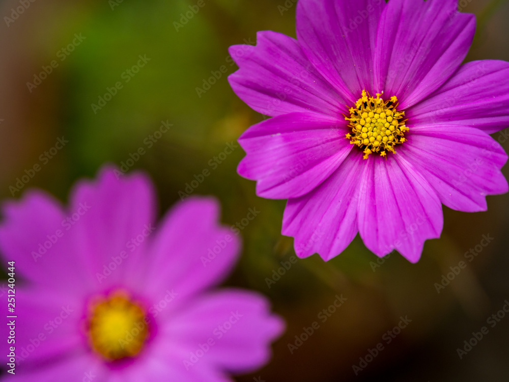 Two Pink Flowers in Garden, Overhead View Two Pink Flowers in Garden, Overhead View