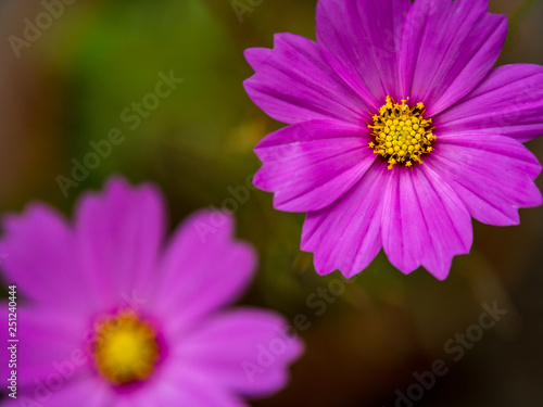 Two Pink Flowers in Garden, Overhead View