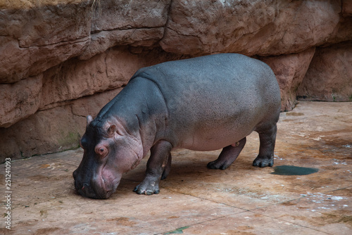 close up on hippopotamus on the catwalk