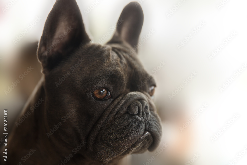 French bulldog close-up