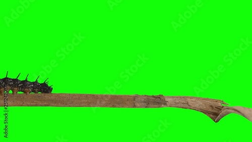 Chroma Key Effect Animal caterpillar