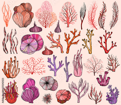 Set of marine hand drawn corals. Silhouettes