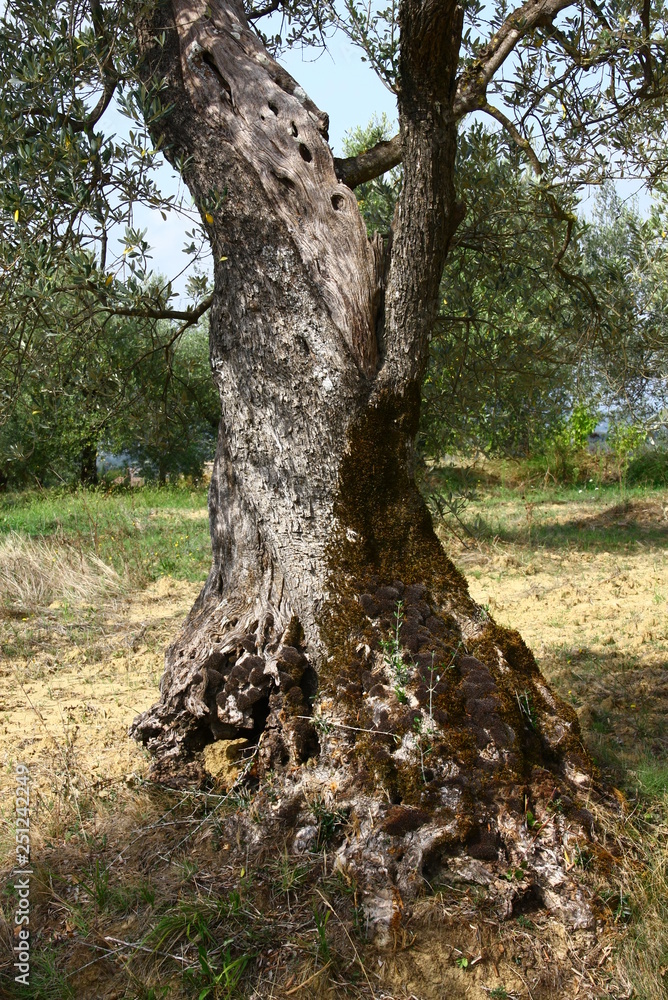 Fototapeta premium Olivenbaum