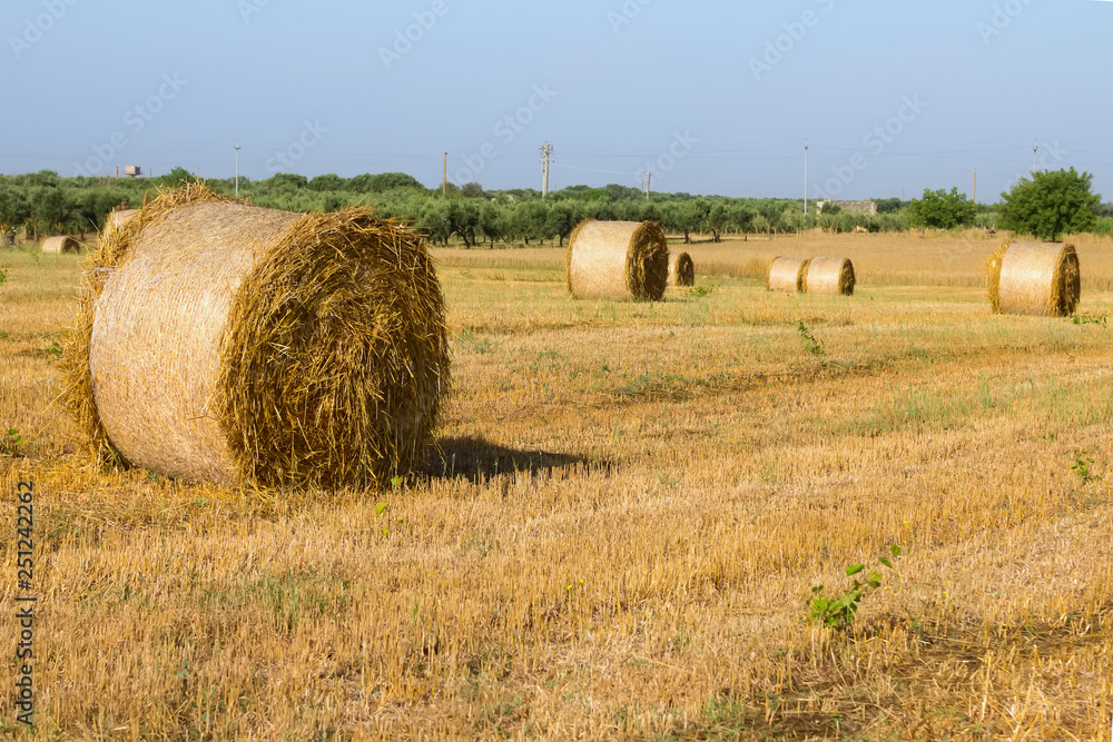 Beautiful landscape with straw bales in summer