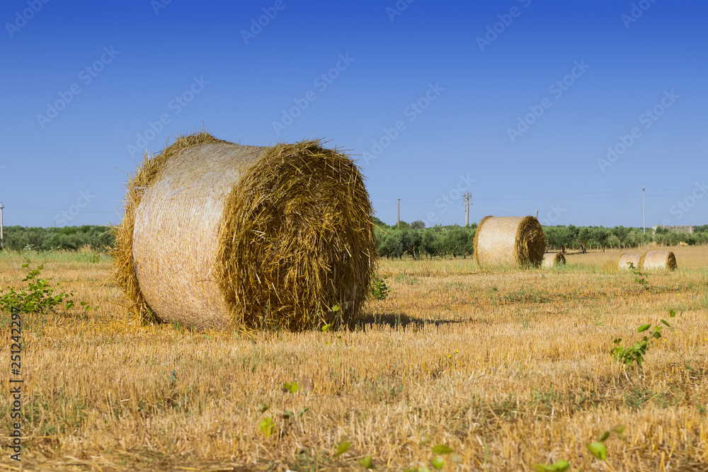 Beautiful landscape with straw bales in summer's morning