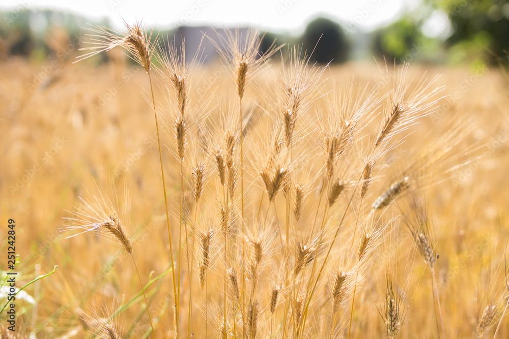 Blurred background of wheat field. Ears of golden wheat close up. Beautiful Nature Sunset Landscape. Rural Scenery Rich harvest concept