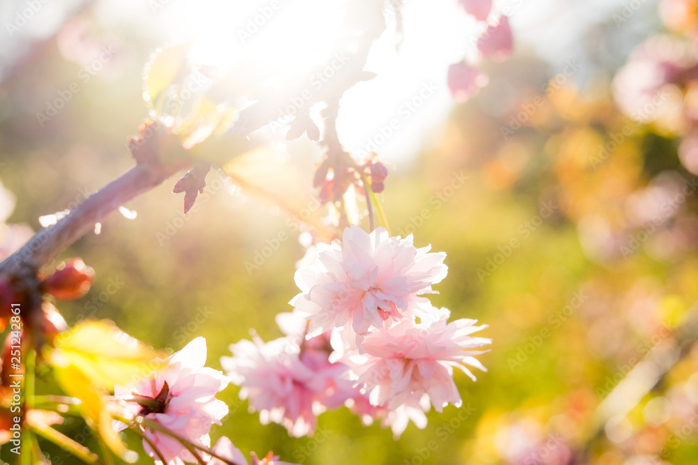 Sakura tree chrerry in the spring in full blossom.​