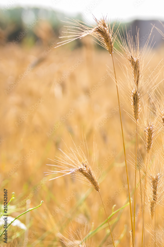 Blurred background of wheat field. Ears of golden wheat close up. Beautiful Nature Sunset Landscape. Rural Scenery Rich harvest concept Blurred background of wheat field. Ears of golden wheat close up. Beautiful Nature Sunset Landscape. Rural Scenery Rich harvest concept