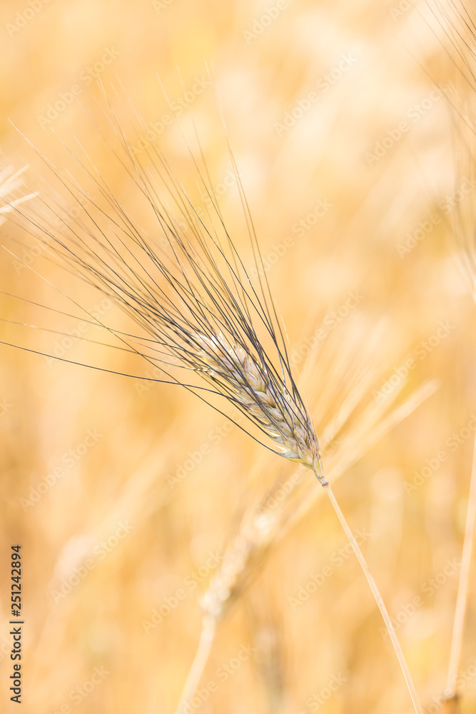 Spikelet of grain, golden wheat close-up, vertical orientation Spikelet of grain, golden wheat close-up, vertical orientation