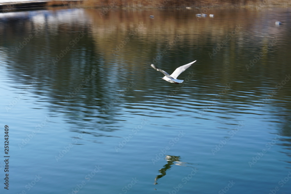 Seagull in the sky over the lake Seagull in the sky over the lake