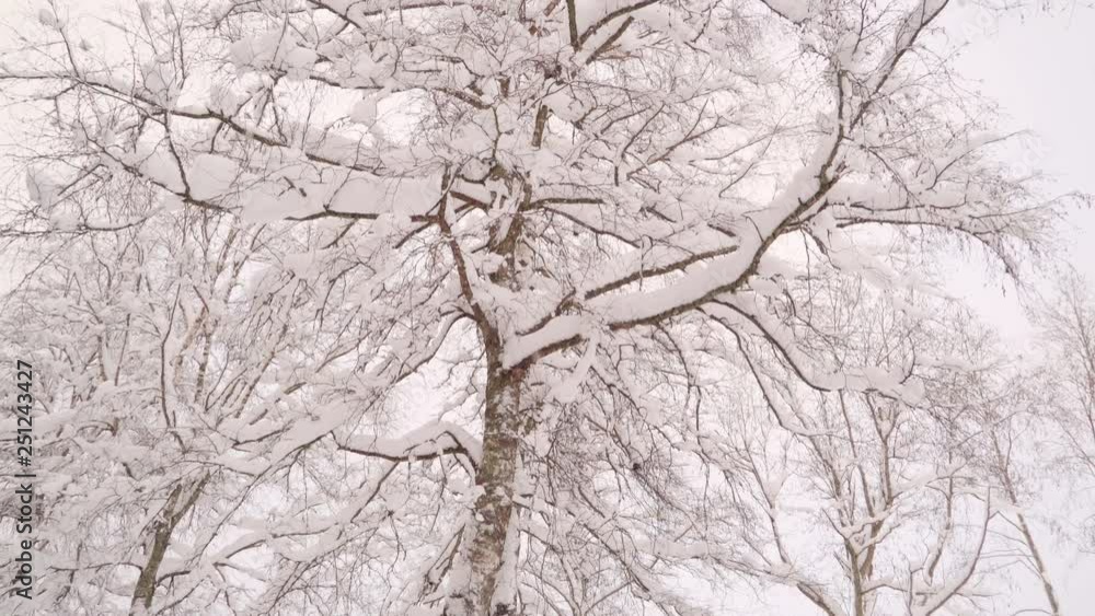 The thick snow covering the twigs and branches of the trees The thick snow covering the twigs and branches of the trees