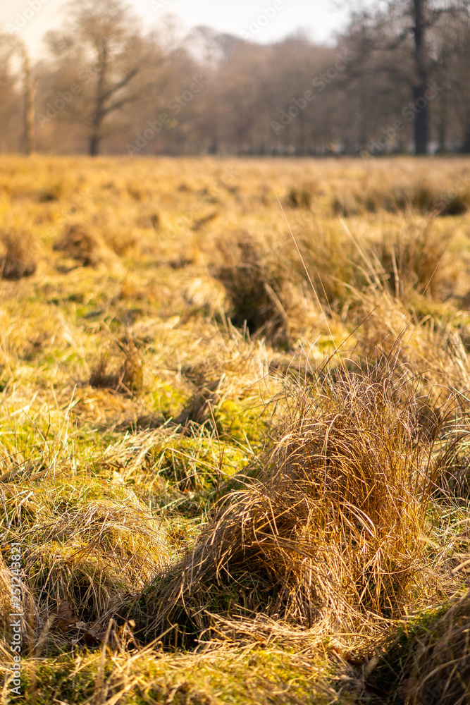 Fototapeta premium An overgrown field in morning light