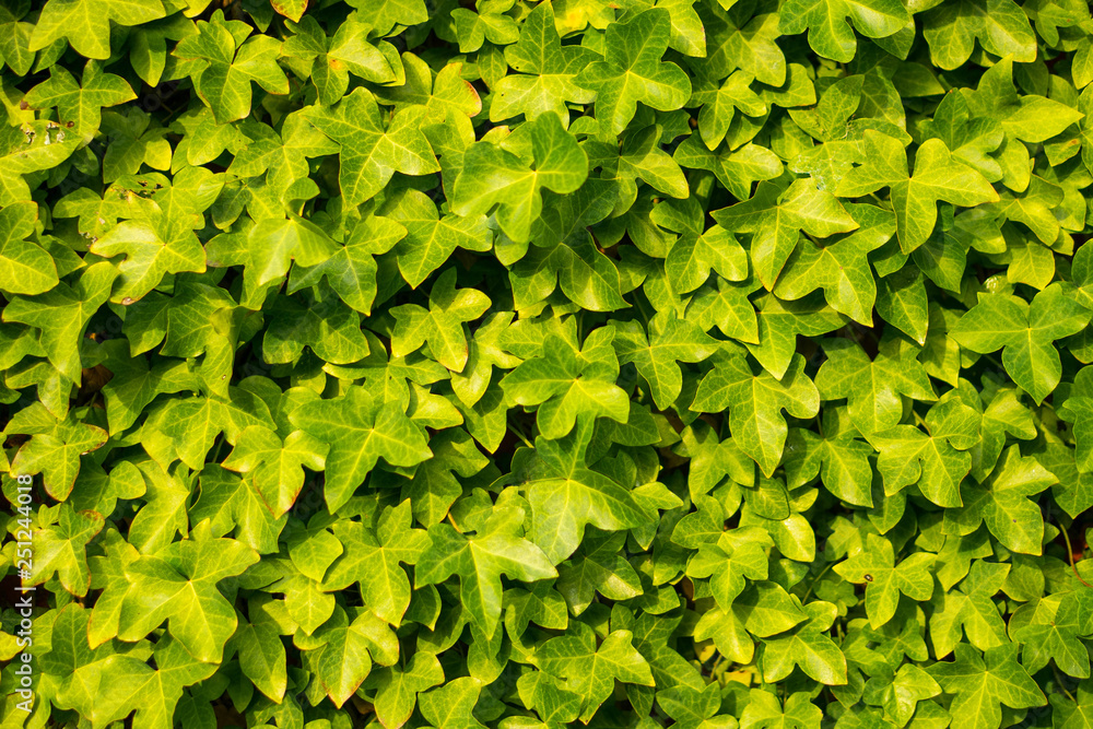 A lush green ivy covered wall A lush green ivy covered wall