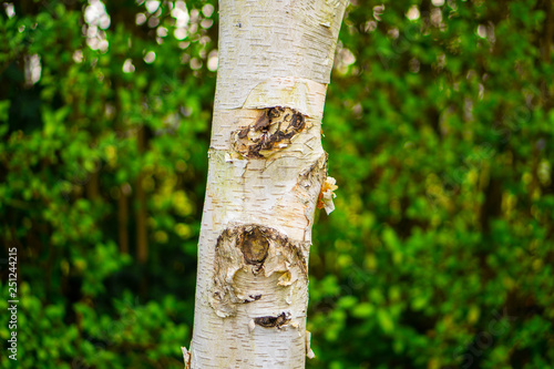 A close up of a white birch tree trunk