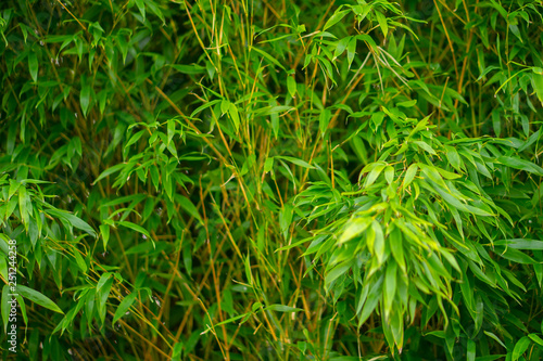 A close up of lush green vegetation