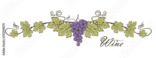 illustration of grape bunches with leaves