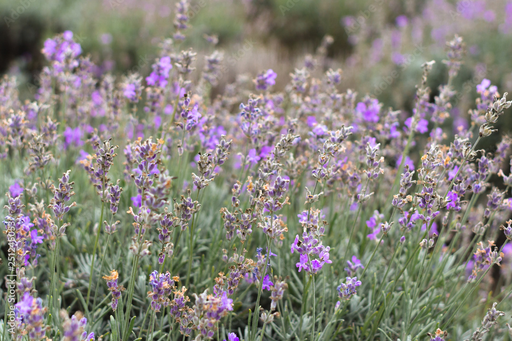Naklejka premium Kwitnące pola lawendy w Bułgarii. Fioletowe kwiaty lawendy. Krzewy lawendy. Kwitnąca lawenda. Pszczoła na kwiatku. Miód i olej lawendowy.